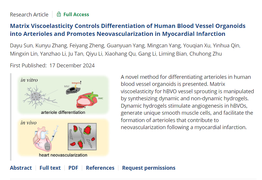 《Advanced Materials》：调控基质粘弹性生成人小动脉样血管类